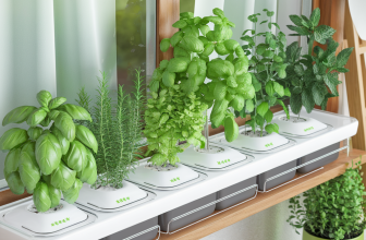 Grow Herbs and Spices in Your Kitchen with Hydroponics