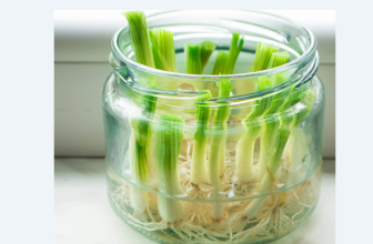 From Scraps to Sustenance: Regrow Vegetables at Home with Kitchen Leftovers