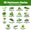 15 Culinary Herb Seeds – Heirloom & Non GMO